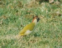 Le Pic vert, autrefois appelé Pivert, Difficile à voir et à photographier !! mais au cri très spécifique faisant un peu penser à un rapace. Vu dans les arbres de l' Ocil, en rentrant du travail à vélo, comme quoi que le vélo, c'est toujours cool.